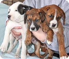Puppyfinder.com is your source for finding an ideal boxer puppy for sale in usa. Howell Mi Boxer Meet Boxer Lab Puppies Male A Pet For Adoption