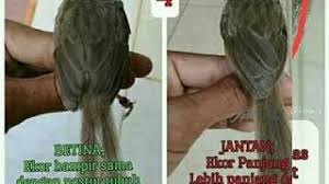 Udi kicau 01 june 2018. Anakan Burung Ciblek Gunung Jantan Dan Jinak