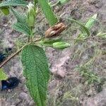 Image result for Blainvillea gayana