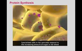Bioflix Activity Protein Synthesis Rna Processing Protein Synthesis Bioflix Kealakehe High School