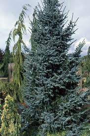 Very narrow and possibly the most pendulous upright serbian spruce, this weeping tree develops a leader. Picea Omorika Bruns Landscape Plants Oregon State University