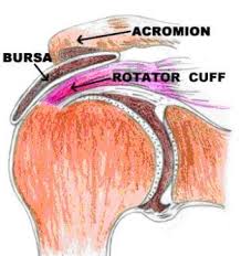 Fig.1 normal rotator cuff attachment around the humeral head fig. Arthroscopic Rotator Cuff Repair Orthosports Orthopaedic Surgeons