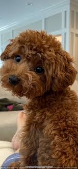 Standard poodles are elegant, energetic athletes who move with a light, springy gait. Redteddybear Poodle Puppies Redteddy Poodle Puppies