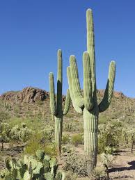 The thorns of these plants defend them from any thirsty animals that can hurt. Saguaro Wikipedia