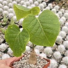 Image result for Pseudobombax