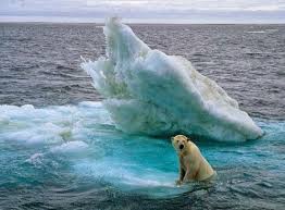Resultado de imagen para los osos polares peligro de extincion