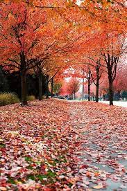 Splendid Scenery Where To See Fall Foliage Around Seattle Scenery Fall Colors Fall Foliage