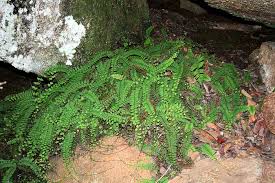 Image result for Adiantum incisum