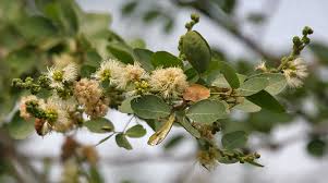 Image result for Pithecellobium