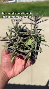 Image result for Bryophyllum tubiflorum