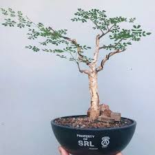 Image result for Acacia burkei