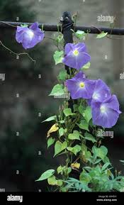 Image result for Ipomoea violacea
