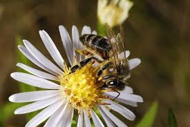 Jul 16, 2001 · show low, az (sow) sierra vista, az (fhu) st george, ut (stg). Pin On Honey Bee S Bumble Bees Bee S