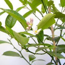 We did not find results for: Lemon Tree Meyer In Ecopot Delivered In Sydney