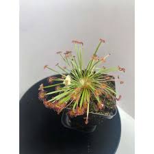 Image result for Drosera pilosa