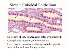 Pin On Human Biology