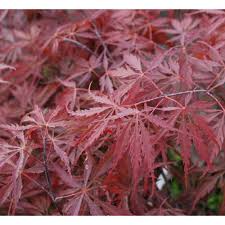 Brilliant orange foliage in autumn! Large Caliper Acer Palmatum Dissectum Tamukeyama Tamukeyama Japa Paramount Nursery Inc