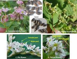 Image result for Fagopyrum snowdenii