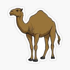 Camel Lovers Gifts Merchandise Redbubble