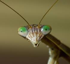 Beneficial insects for pest control in gardens, greenhouses & farms. Skin Crawling Close Up Footage Of Praying Mantis Faces Dangerous Minds