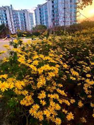 Image result for Euryops chrysanthemoides
