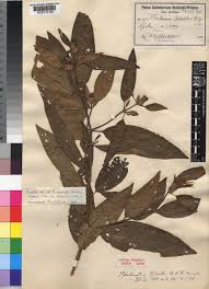 Image result for Melastomastrum