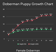 Doberman Pinscher Weight Chart Goldenacresdogs Com