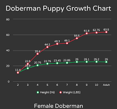 Doberman Growth Chart Goldenacresdogs Com