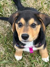 Profile for Krista Boschert