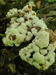 Image result for Polyporus pendulus