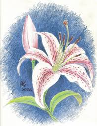 Asiatic Lily By Robertsloan2 On Deviantart Flower Art Asiatic Lilies Watercolor Flowers