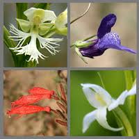 Image result for Menodora heterophylla