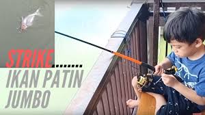 Strike Mancing Ikan Patin Jumbo Youtube