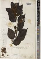 Image result for Keetia zanzibarica