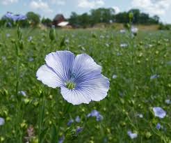 Västmanland är ett landskap i svealand. Landskapsblommor Bilder Flashcards Quizlet