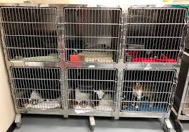 There are 60 no kill cat shelter for sale on etsy, and they cost $6.32 on average. City Of Mesquite Tx On Twitter Thank You To Texas Pawprints Cat Kitten Rescue And Spcaoftexas For Transporting 21 Mesquite Cats To No Kill Shelters In Minnesota Adoptdontshop Https T Co Ducmqggve8