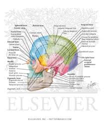 The lateral bones include the temporal and zygomatic bones which encase the brain and provide attachment to the muscles of the face respectively. Skull Lateral View