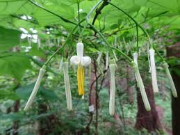 Image result for Riocreuxia chrysochroma