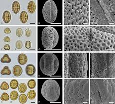 Image result for Hionanthera