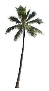Palm 1 By Owhl Stock Deviantart Com On Deviantart Palm Tree Drawing California Palm Trees Tree Photoshop