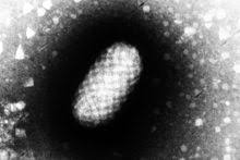 Los virus más pequeños y simples están constituidos únicamente por ácido nucleico y proteínas. Orf Disease Wikipedia