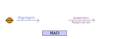 2) in cellular respiration energy is harvested by breaking down  . Tutorial Respiration