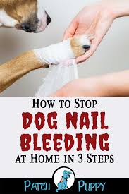 Pin On Dog Health And Safety