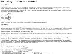 Review worksheet answer key covering ib biology content on transcription and translation (topics 2.7, 7.2, and 7.3). Dna Coloring Transcription And Translation Worksheet Answer Key Promotiontablecovers