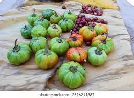 Image result for Solanum aethiopicum