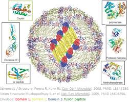 Upload date nov 20, 2013. Virus Pathogen Database And Analysis Resource Vipr Flaviviridae Genome Database With Visualization And Analysis Tools