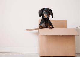 Courier parcel packers & movers in bangalore. How To Import Your Pet Into Bangalore The Vine Bangalore