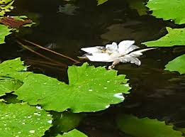 Image result for Nymphaea maculata