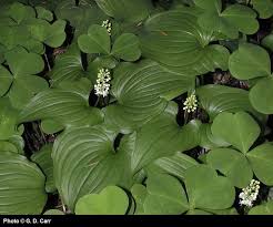 Image result for Mesanthemum radicans