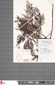 Image result for Davallia chaerophylloides